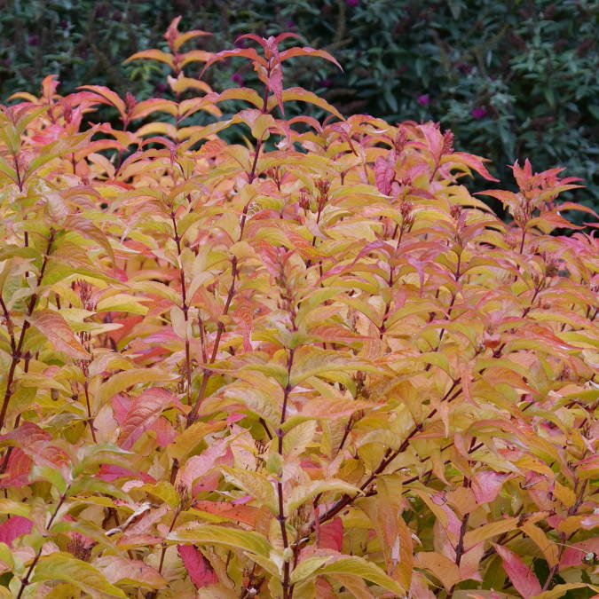 Vibrant orange/red diervilla foliage