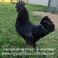 ayam-cemani-rooster-gypsy-shoals-farm