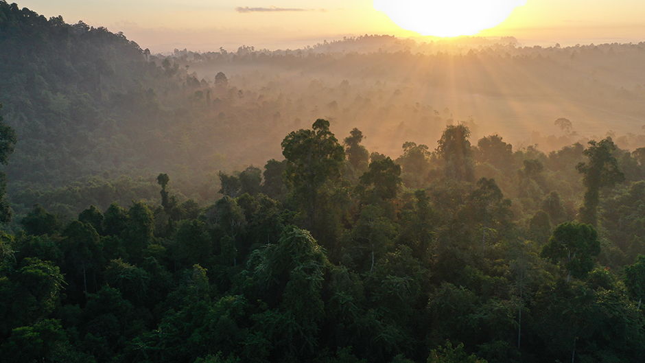 heroes.rainforesttrust.org