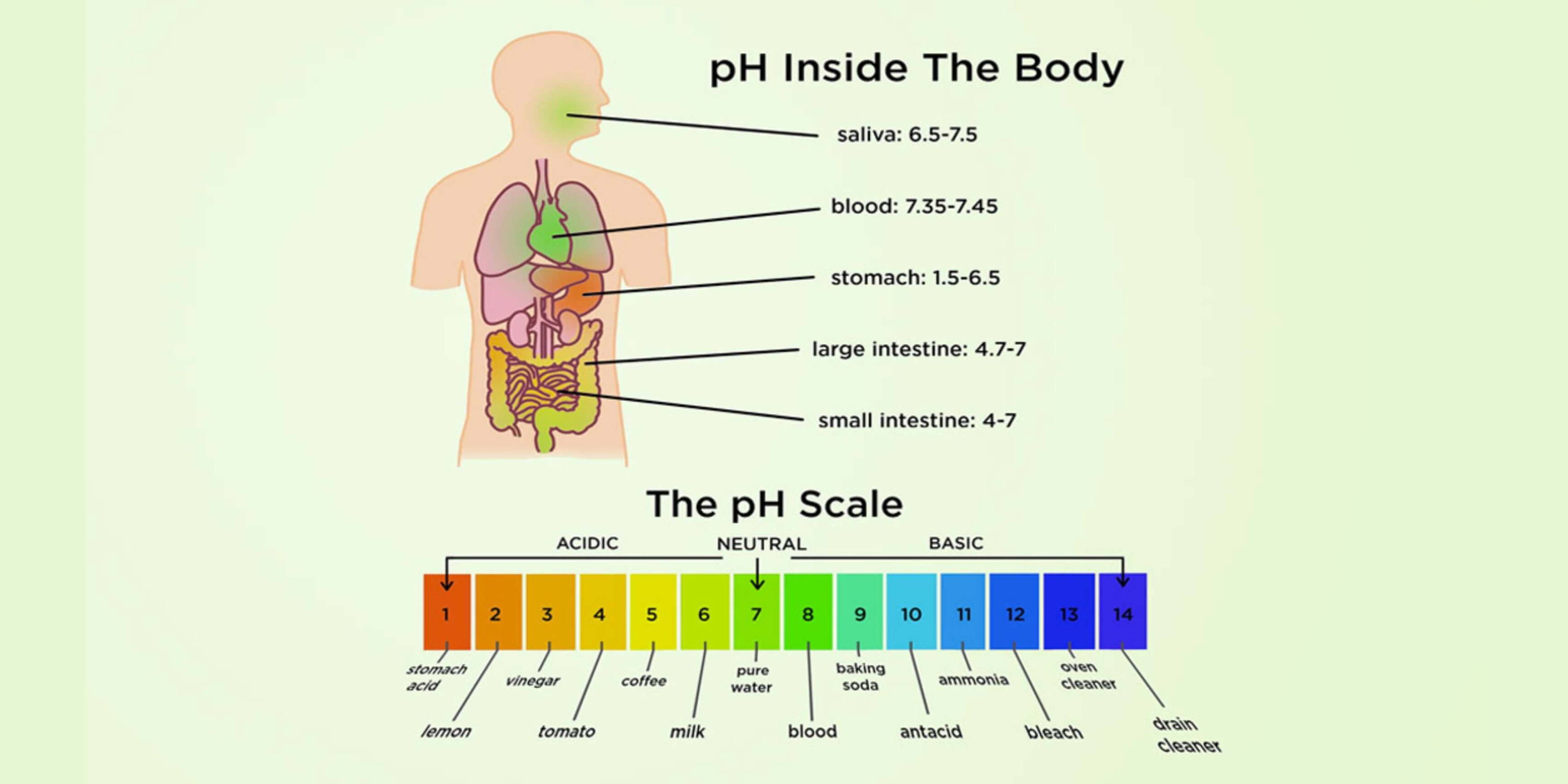 Your Body’s pH