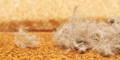 How To Choose The Best Vacuum For Pet Hair 