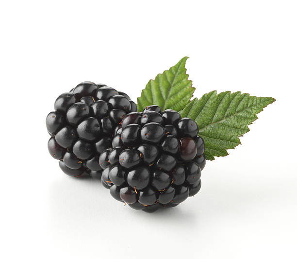 blackberries raise blood sugar for dogs