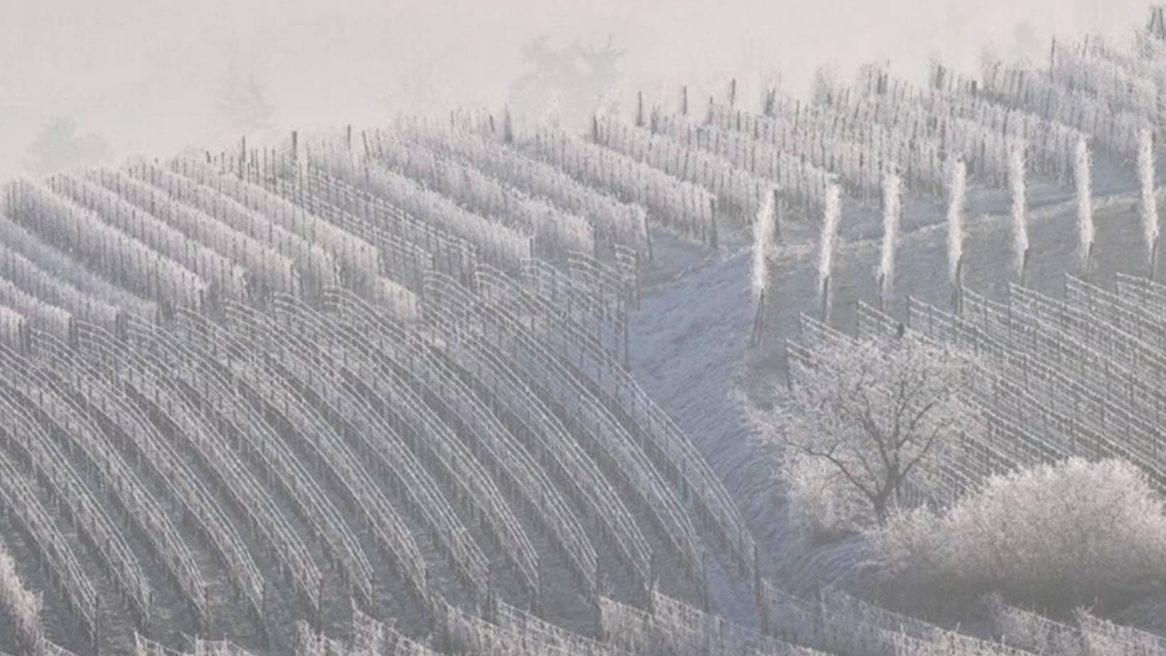 France, vin nature, rawwine, organic wine, vin bio, vin sans intrants, vin sans souffre, vin sans sulfites ajoutés, vin rouge, vin blanc, rouge, blanc, vin propre, vigneron, domaine bio, biodynamie, vigneron nature, vin biodynamique, raizin brut, Quimper, Finistère, Morbihan, domaine de l'envol, alsace, ingersheim, raphael marchal