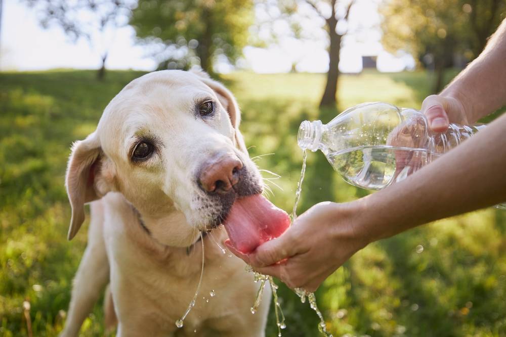 Person offering a dog water from a bottle to help prevent heat stroke