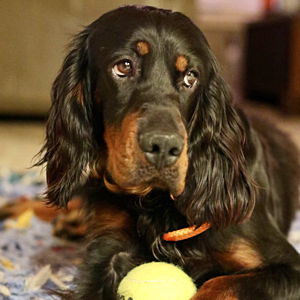 Pet Treats or Toys