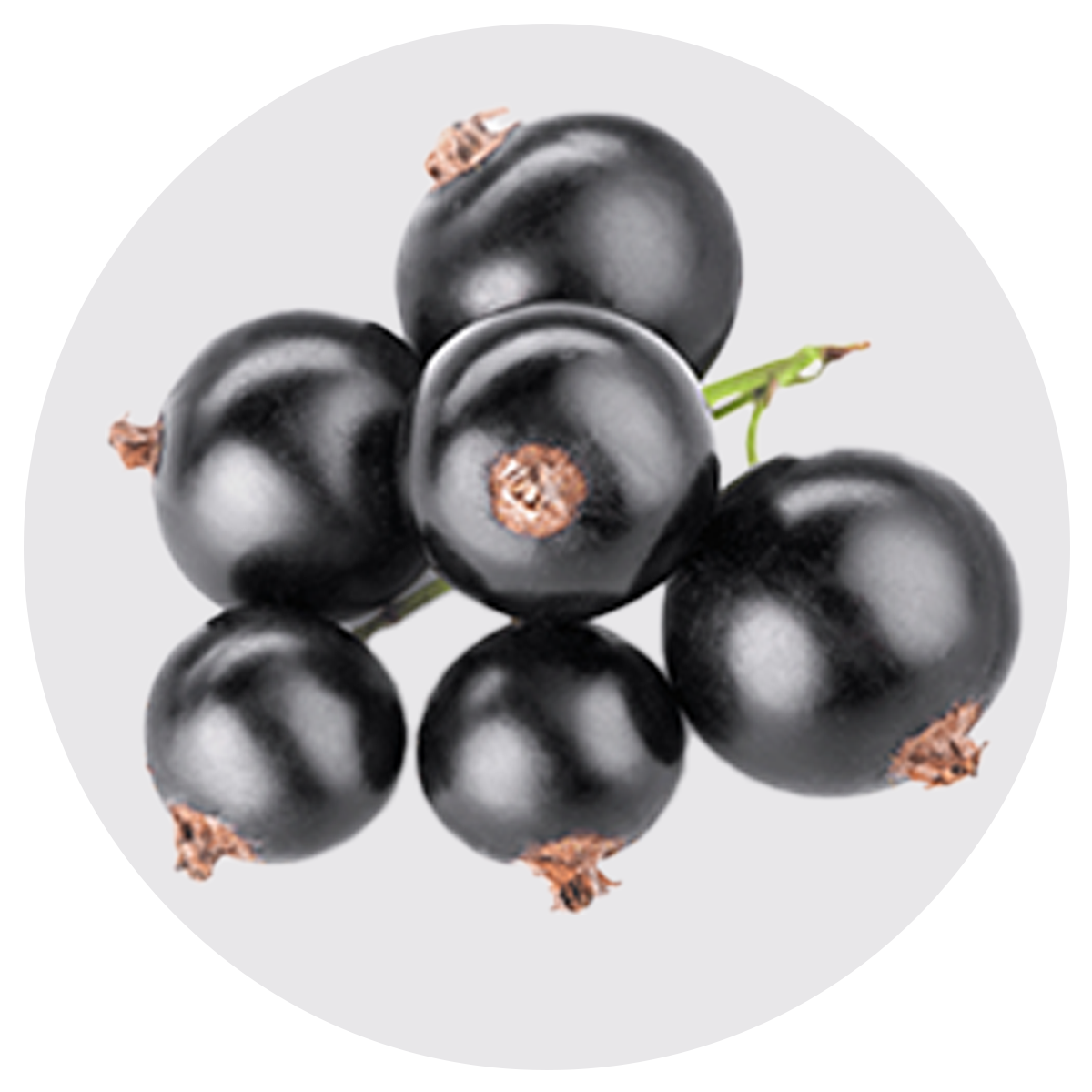Image of fresh black currants, highlighting their benefits for promoting skin and immune health, linked to a multivitamin for women.