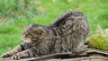 scottish wildcat stretching
