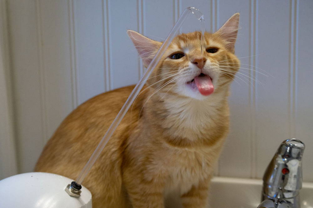 Cat with tongue out drinking from AquaPurr cat water fountain