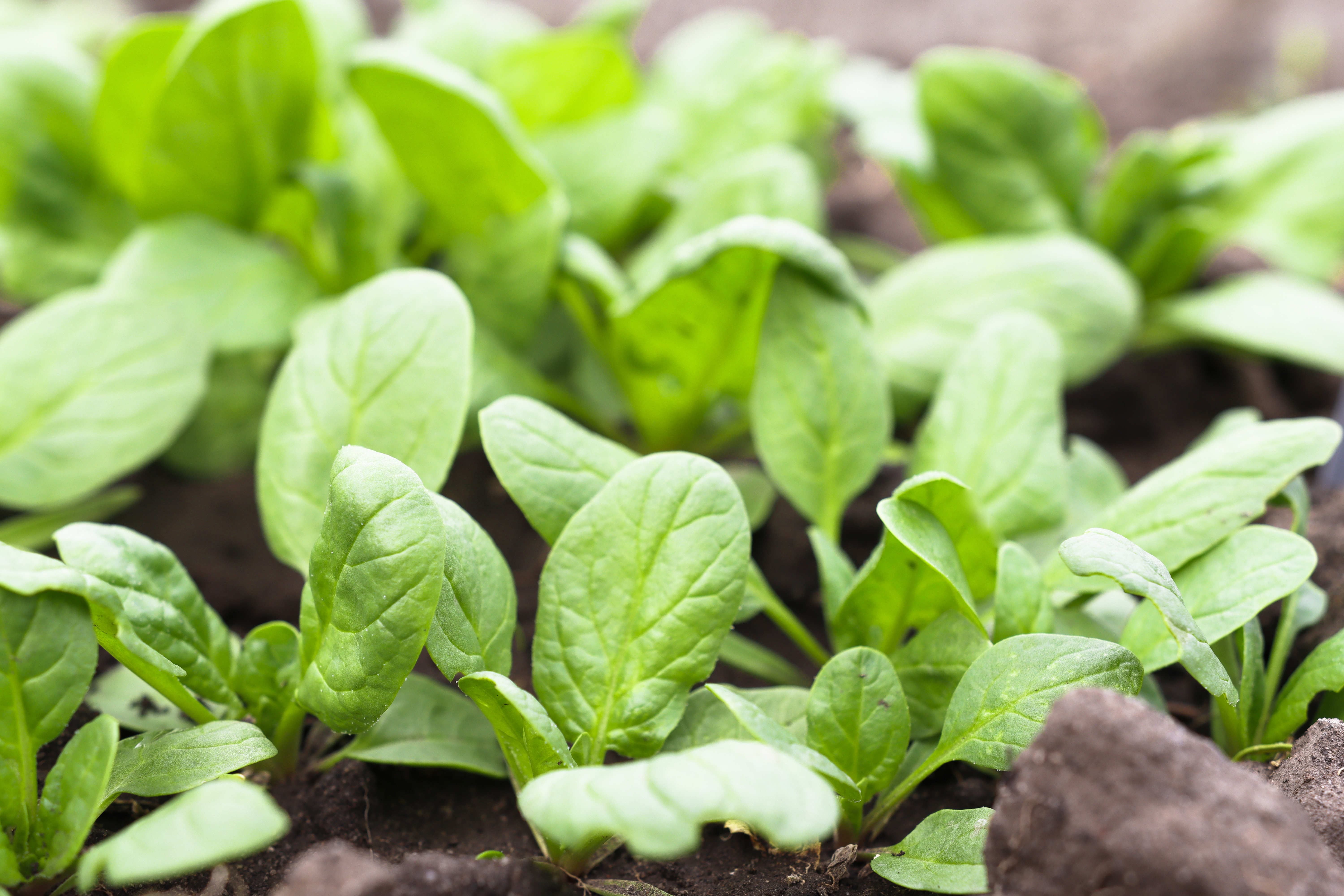Young spinach plants in the garden