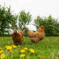 two-hens-free-ranging-in-yard