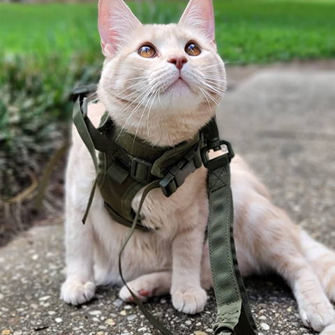shoulder holster review, shoulder holster for men, shoulder holster for fat guy, right hand shoulder holster
