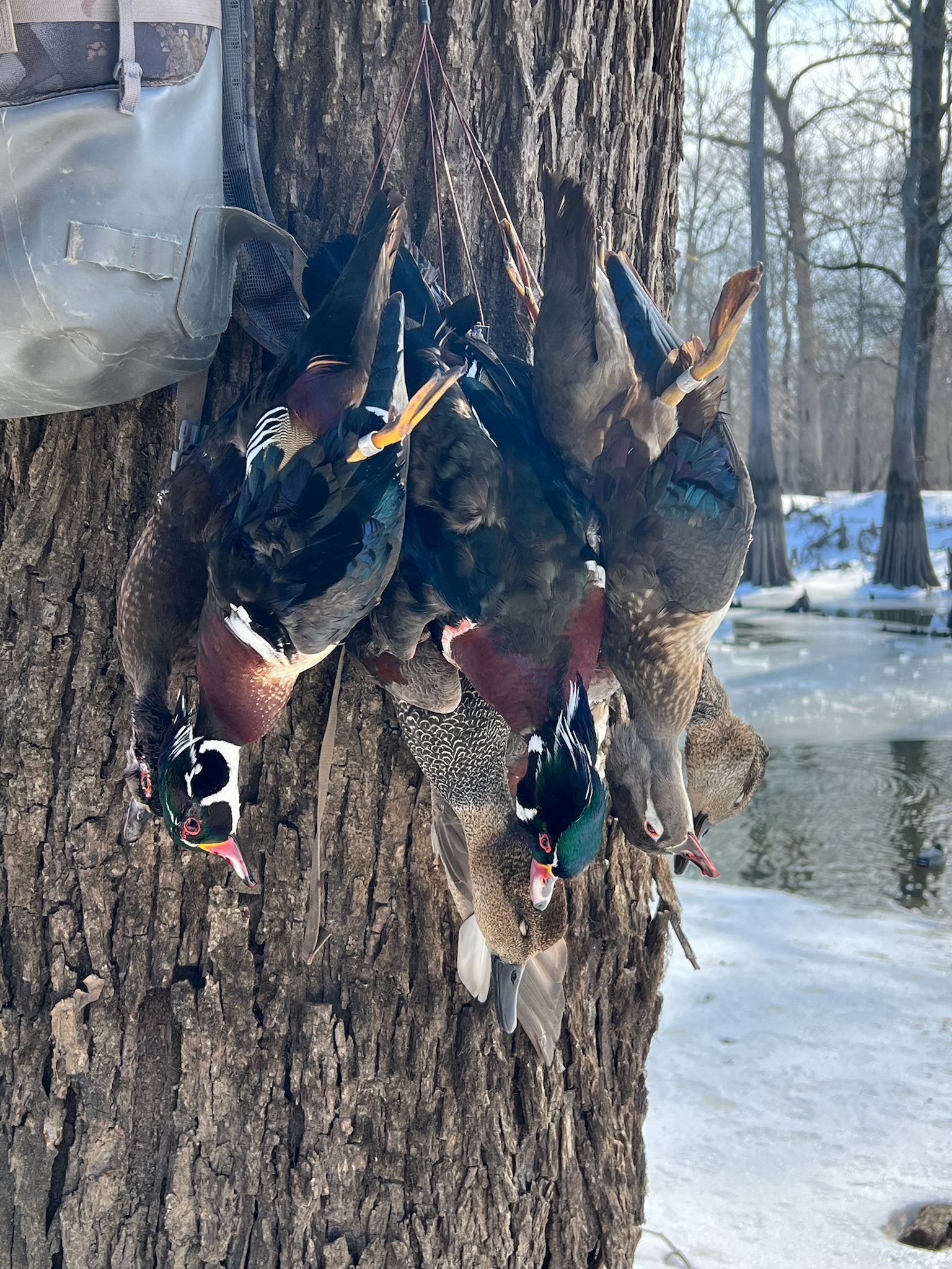 Arkansas waterfowl hunting experience