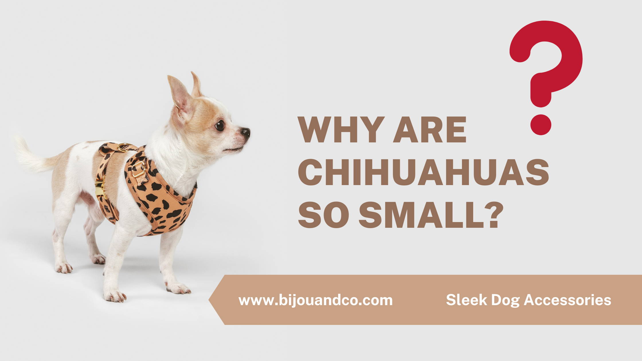 why are chihuahuas so small