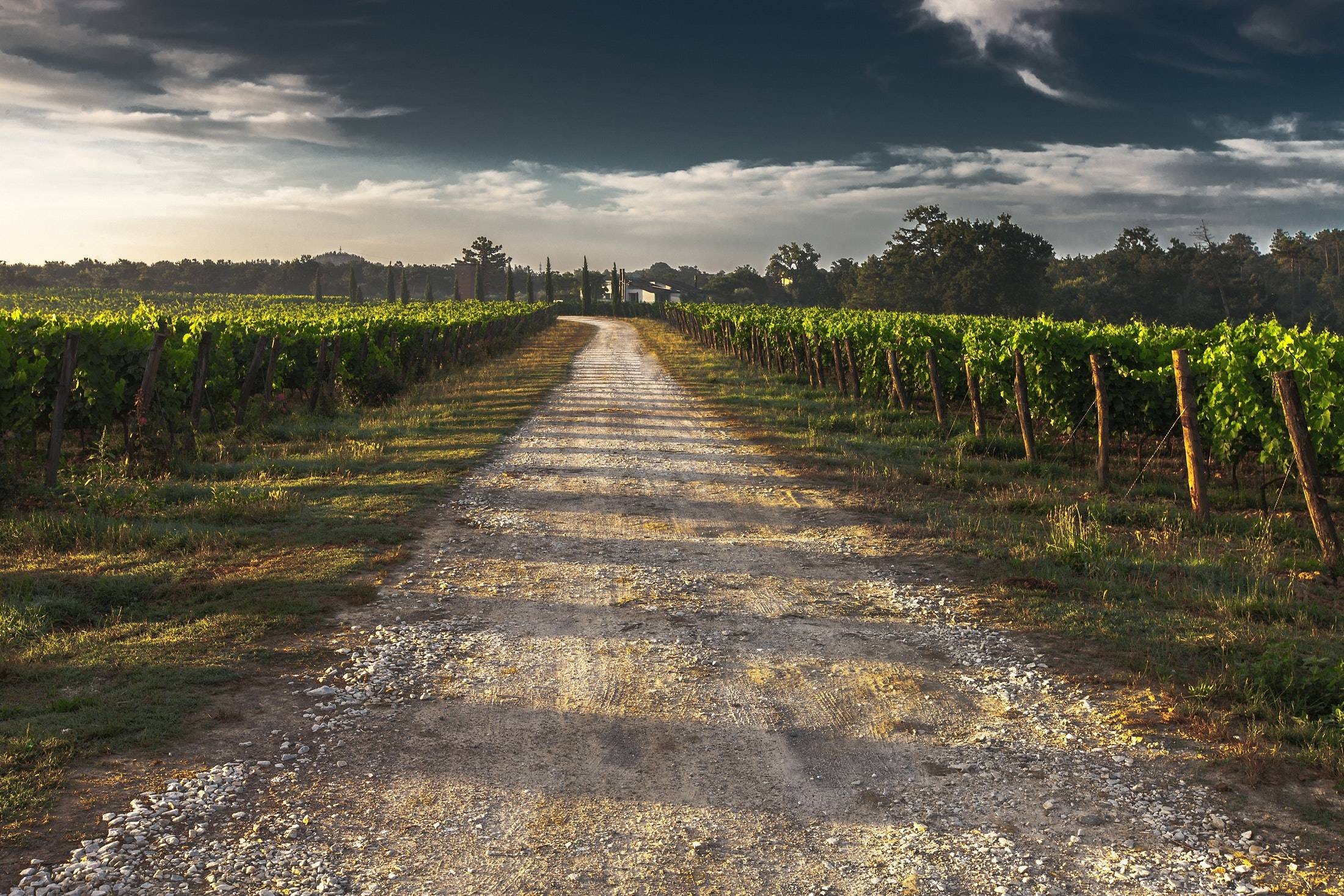 Walkway down French vineyard found across France. 