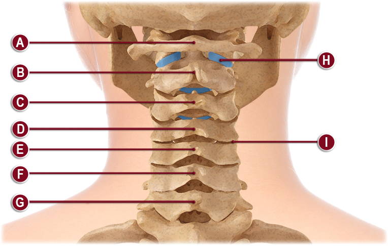 ANATOMY OF THE CERVICAL SPINE ILLUSTRATION