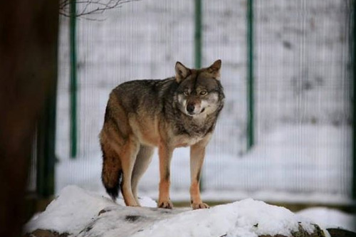 В мире животных или знакомство с фауной Кавказа