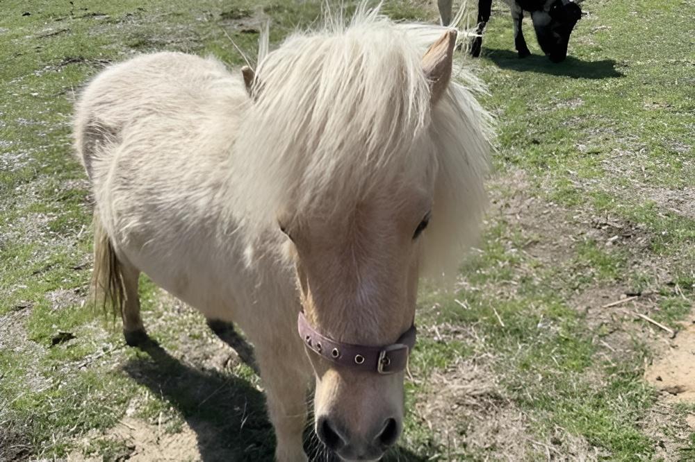 Mini Munchers Petting Zoo Voucher - Image 7