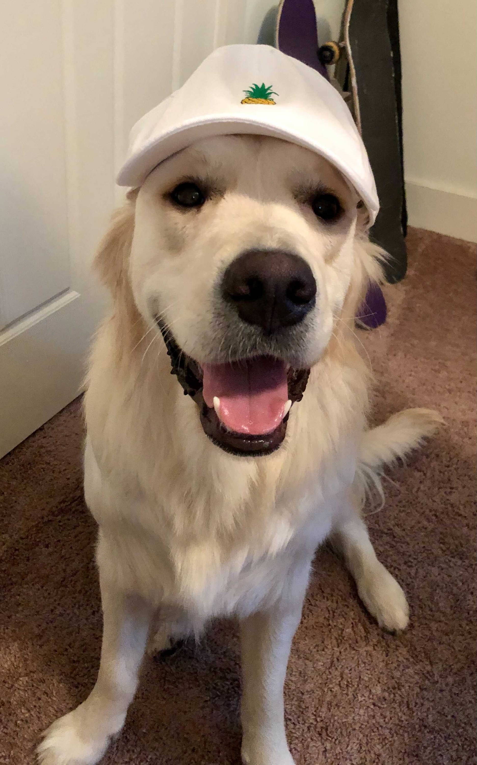 golden retriever wearing hat