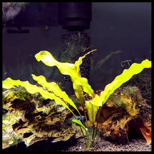 Pygmy Sunfish Tank