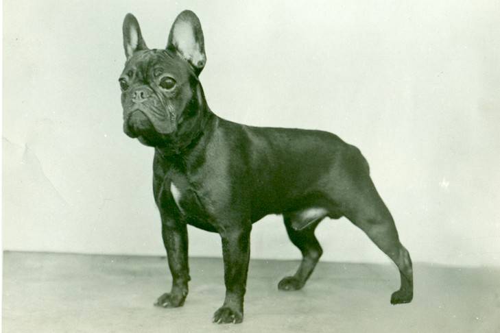 oldest french bulldog in the world