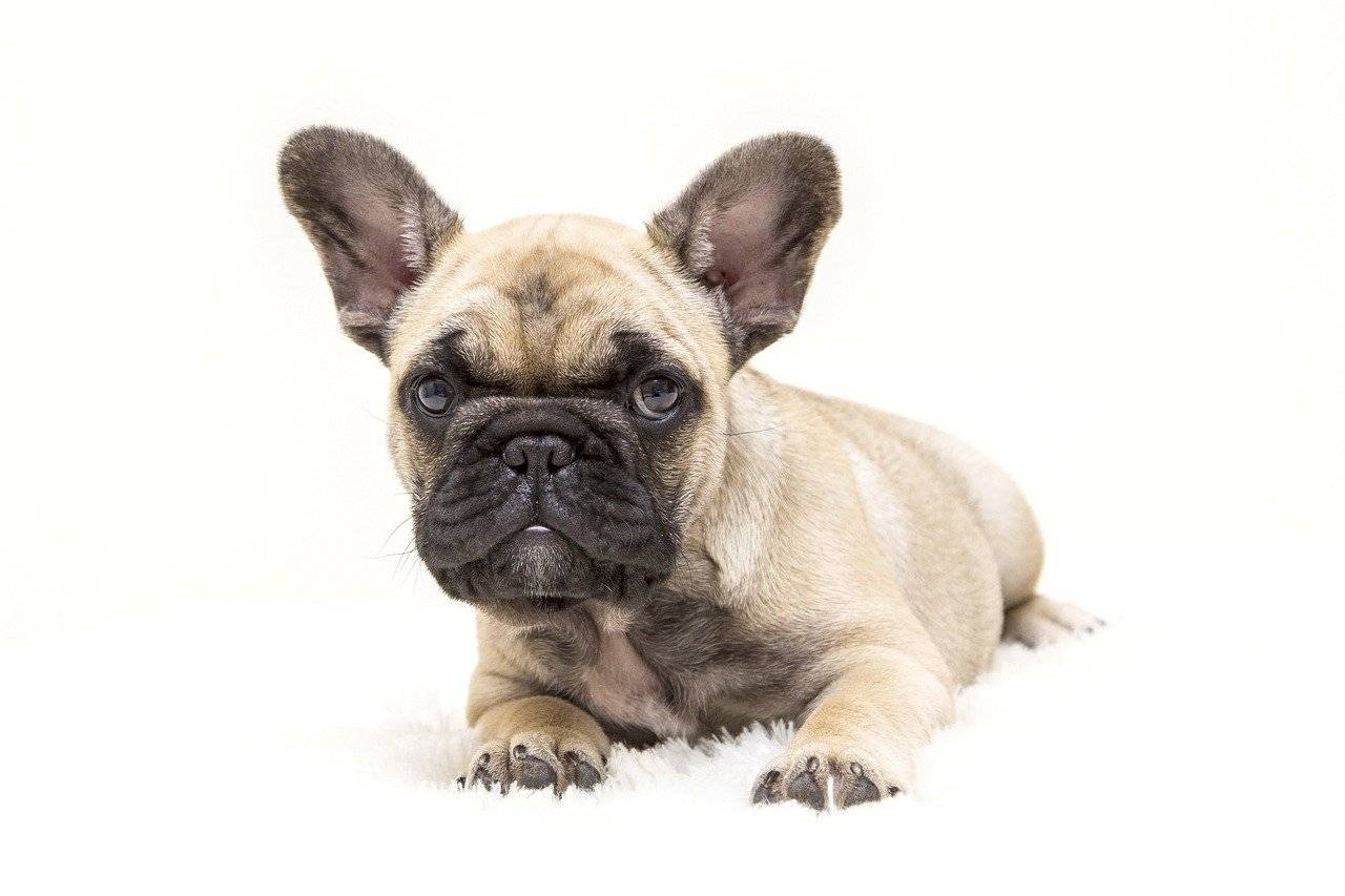 can frenchies eat apples