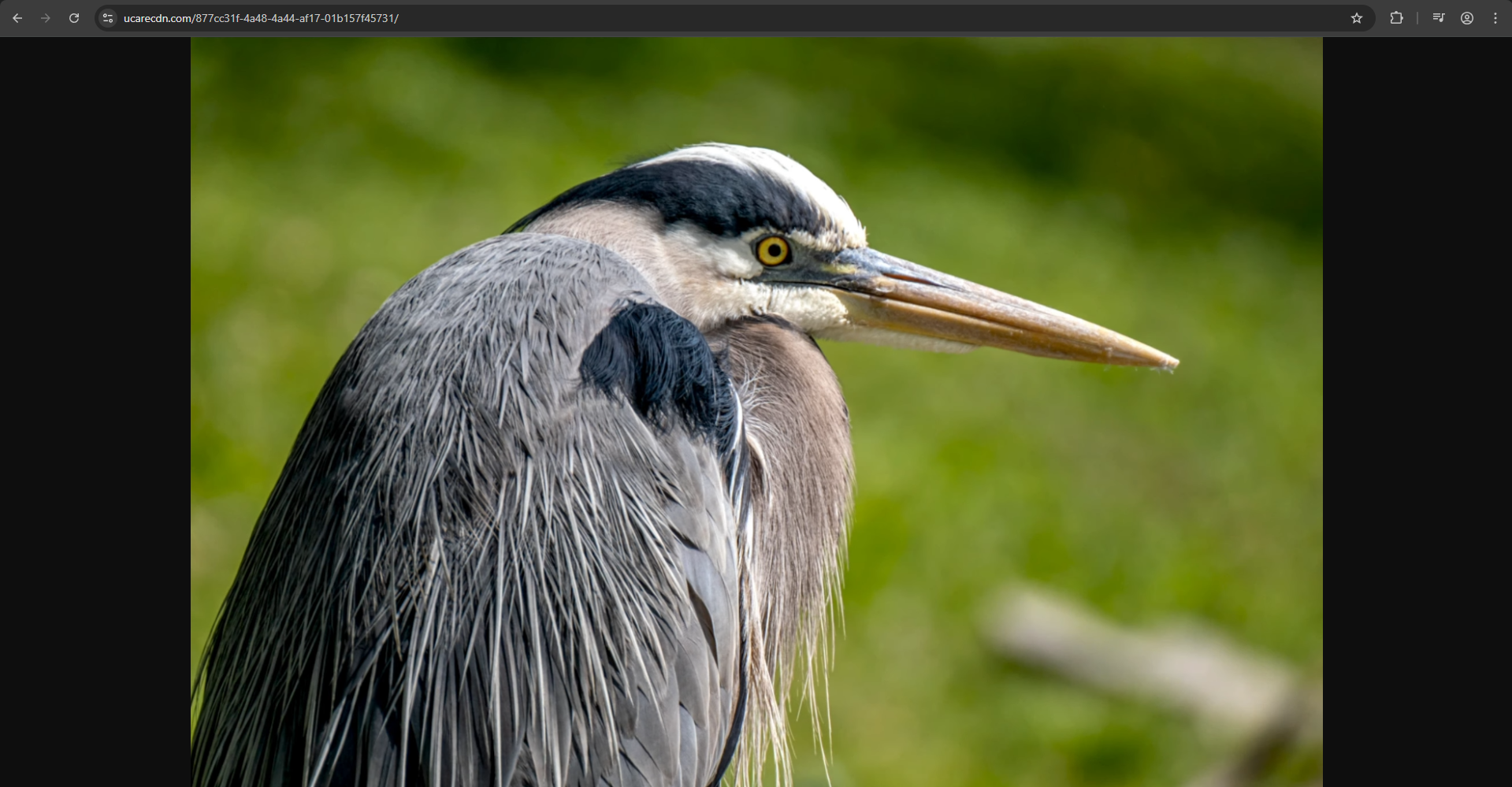 An example of accessing the original file on Uploadcare using UUID