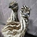emu chicks for sale usa gypsy shoals farm