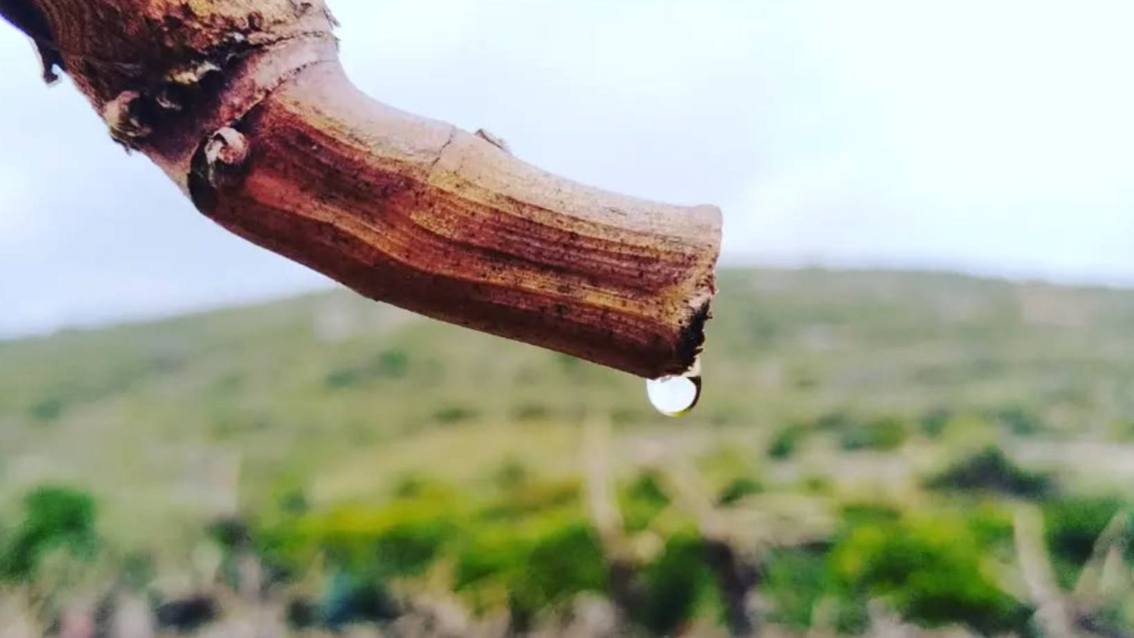 France, vin nature, rawwine, organic wine, vin bio, vin sans intrants, vin sans souffre, vin sans sulfites ajoutés, vin rouge, vin blanc, rouge, blanc, vin propre, vigneron, domaine bio, biodynamie, vigneron nature, vin biodynamique, raizin brut, Quimper, Finistère, Morbihan, corbières, roussillon, languedoc, les gragnotes, benoit, erika, paziols, zapoï, bourrasque, petit grain, sunset, syrah, grenache, roussillon, aude  