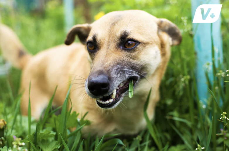 Dog with an upset stomach or pica eating grass