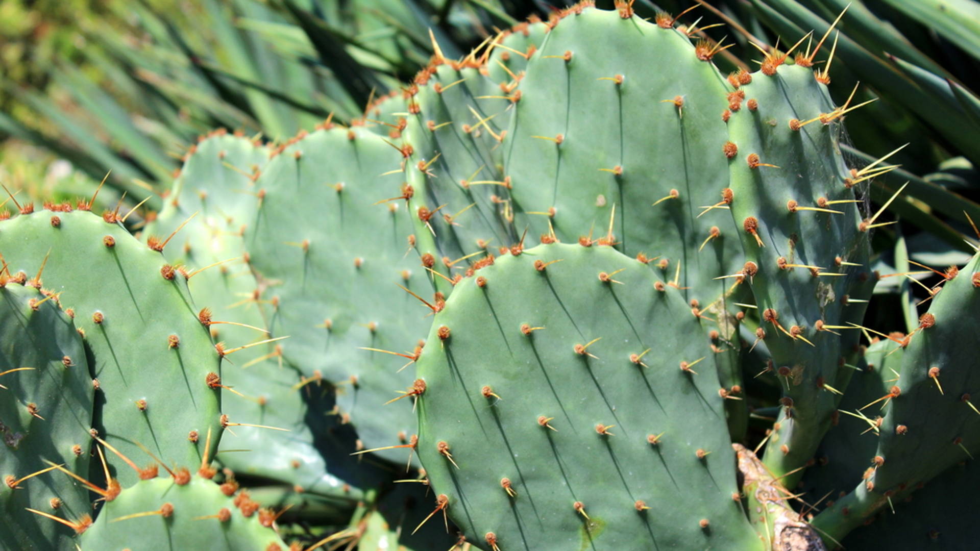 Featured image for No, You’re Not Tripping On Peyote, Plastic Made From Cactus Exists