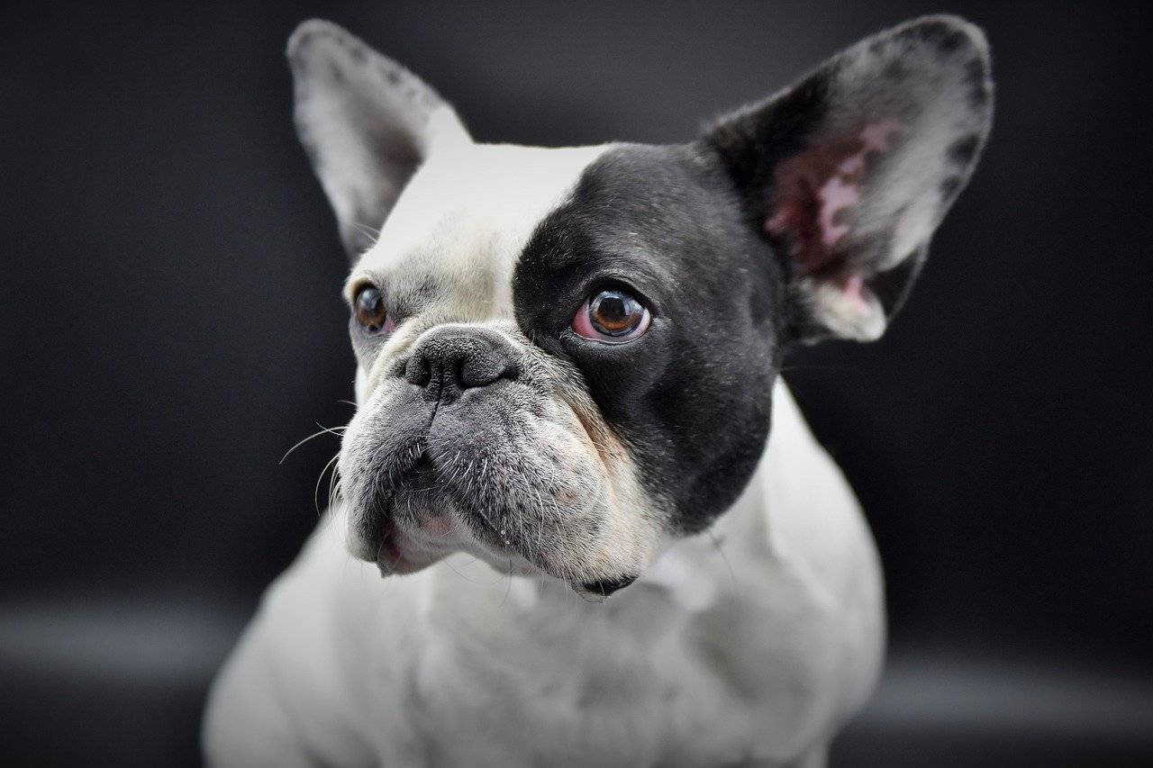 how long can french bulldogs be left alone