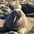Walrus on beach with other walruses