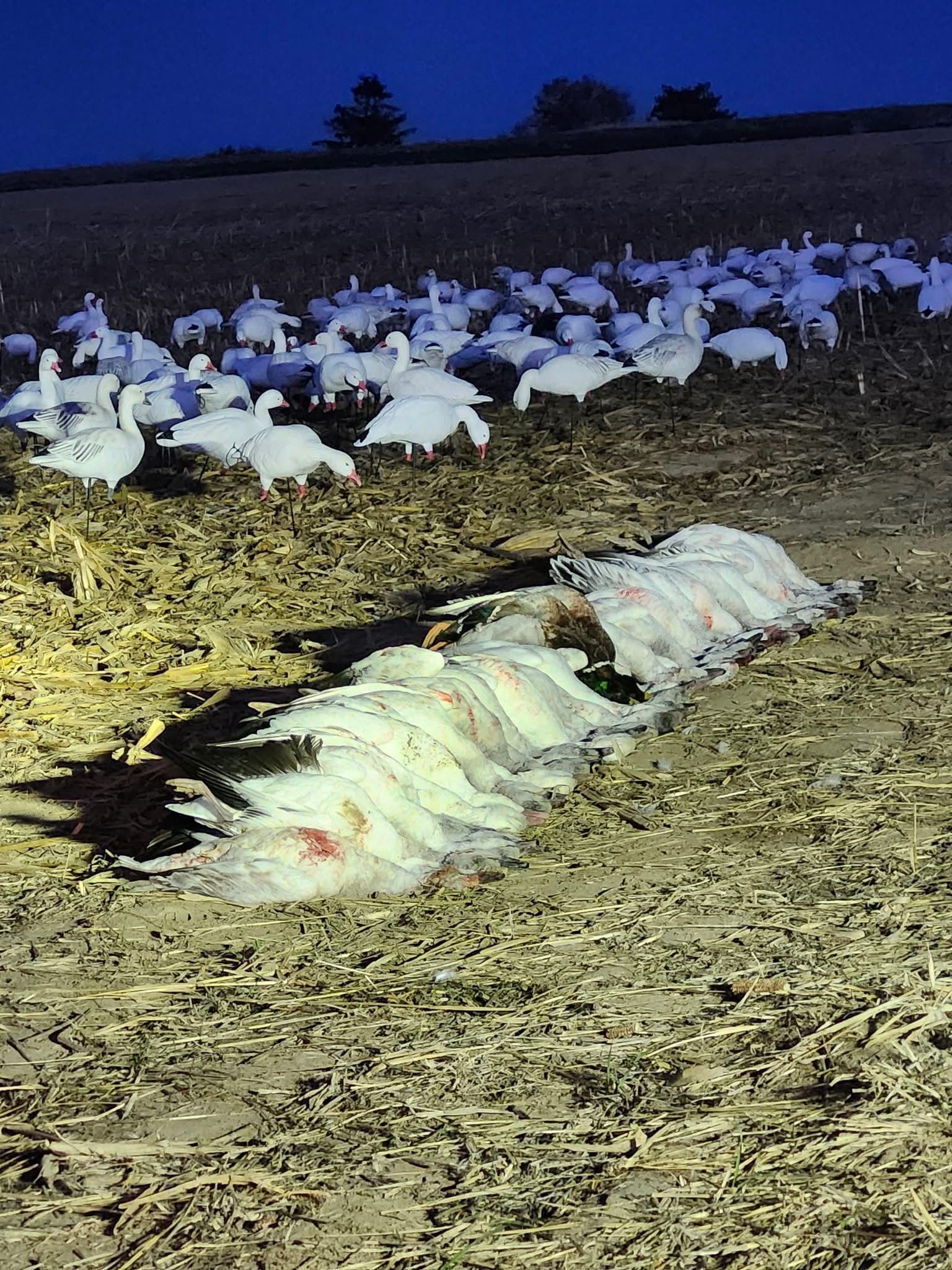 Snow geese under a deep blue evening sky
