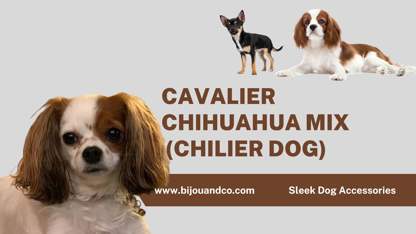 cavalier chihuahua mix
