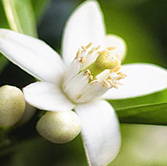 orange tree  flower