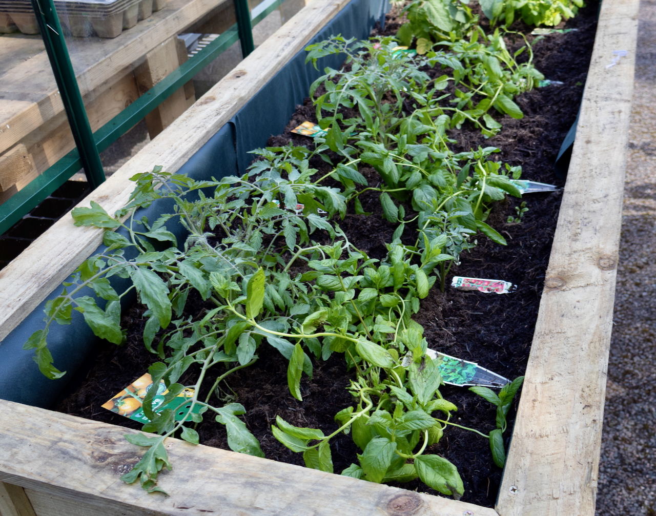 Young tomato plants growing in a wooden raised garden bed filled with dark soil, with plant tags visible, surrounded by wooden planks and greenhouse shelves.