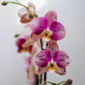 Pink and white orchid blooms
