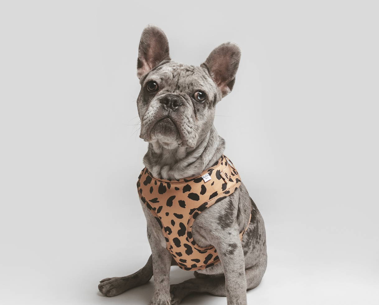 french bulldog farts