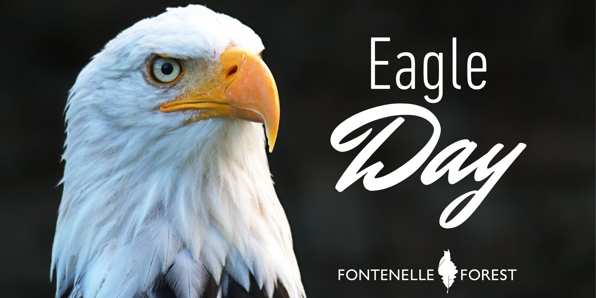 Eagle Day! promotional image