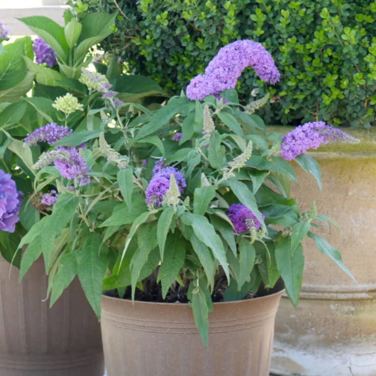 Purple butterfly bush planted in a patio container