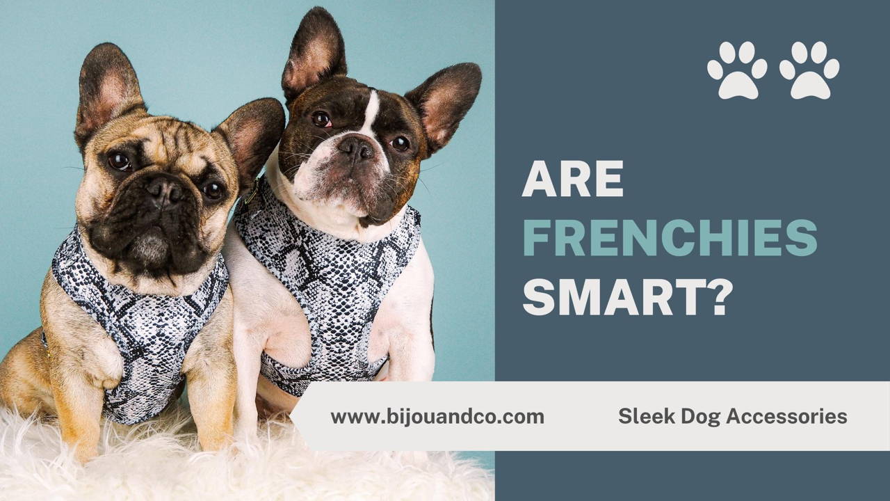 are french bulldogs smart