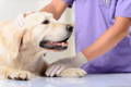 Labrador Retriever dog lying alert on a table for a veterinary checkup
