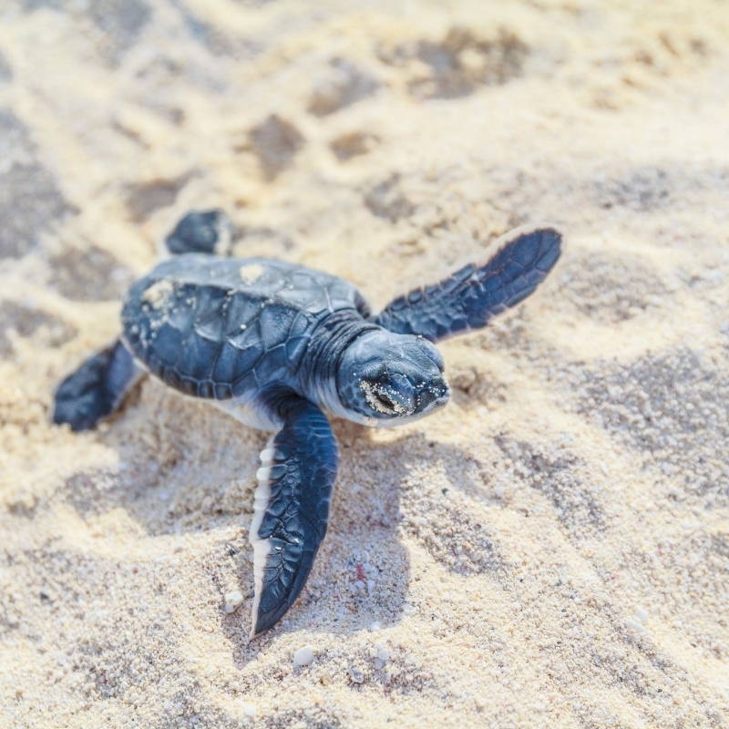 Ocean Spirit Schildkröte