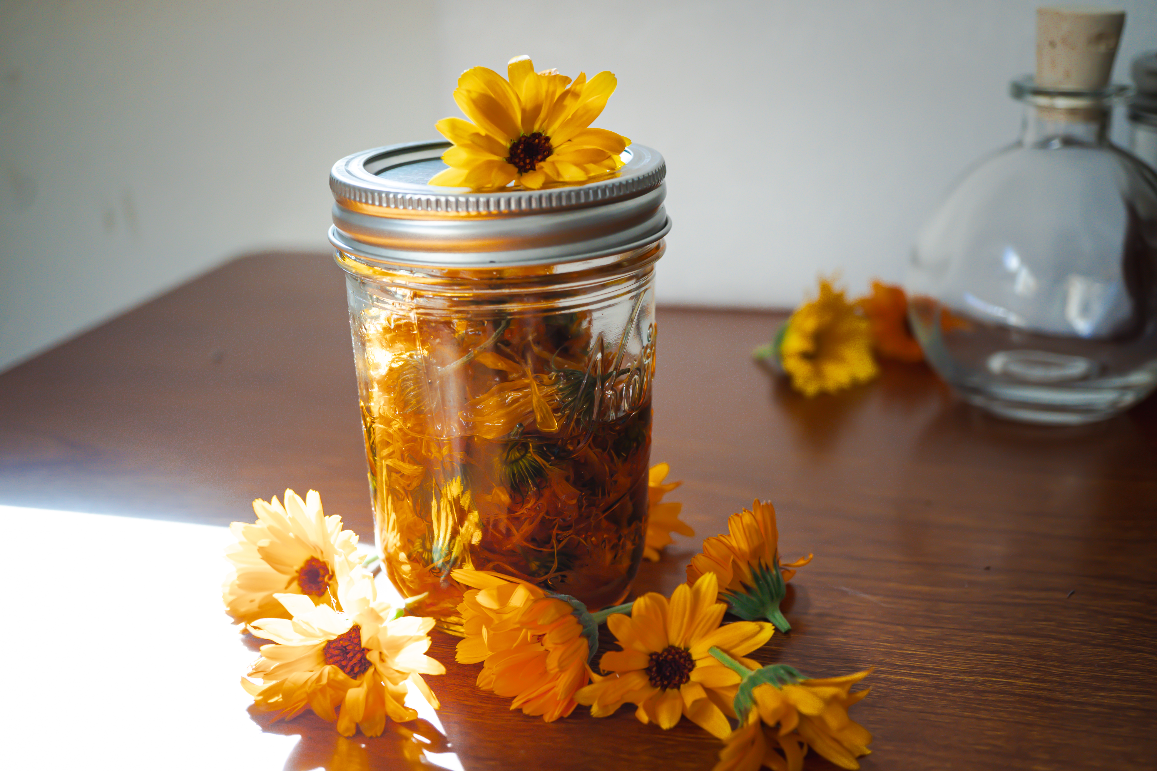 Bright orange calendula flowers in olive oil 