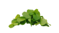 spearmint essential oil