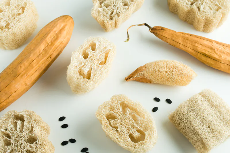 Luffa (loofah) arranged with cut sponges and seeds on a white background