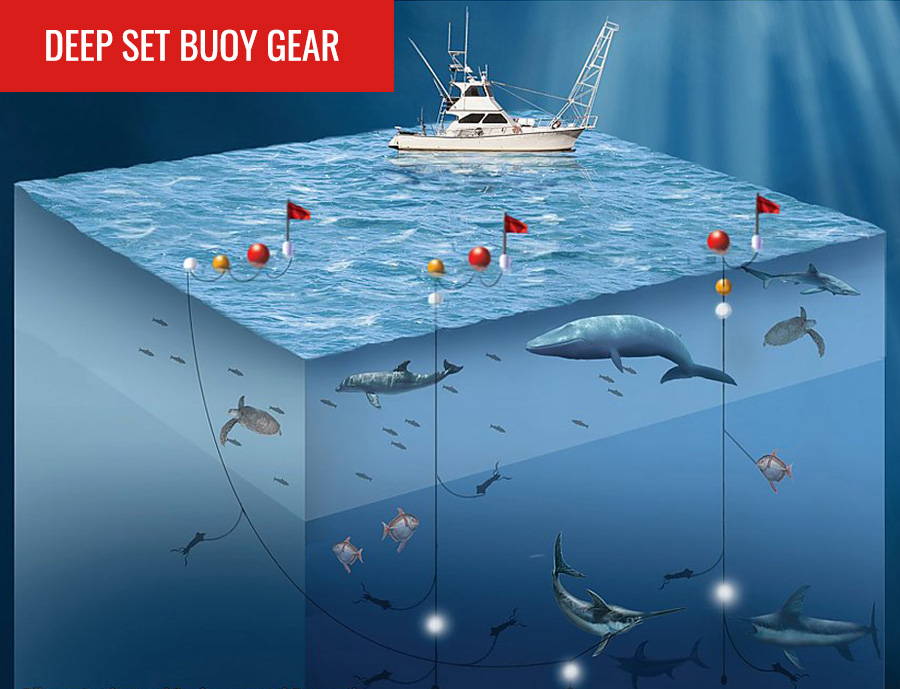 A visual image of the Deep Set Buoy Gear
