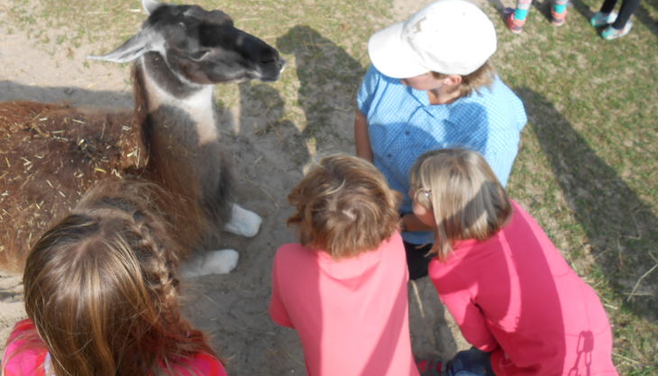 kindergeburtstage mit lamas in gelsenkirchen essen nrw prachtlamas beate pracht