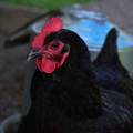 black australorp hen