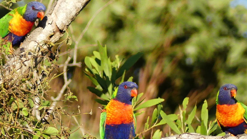 Wildlife & Birdwatching Experience, Noosa